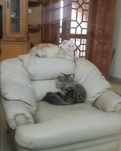 Persian cats 0