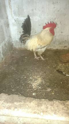 selling hen's