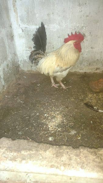 selling hen's 0