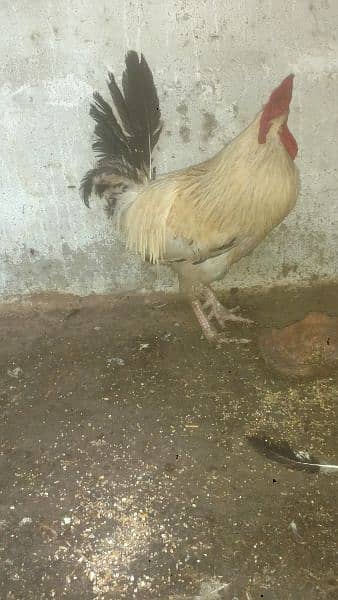 selling hen's 1