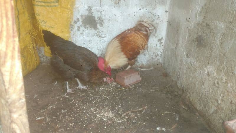 selling hen's 2