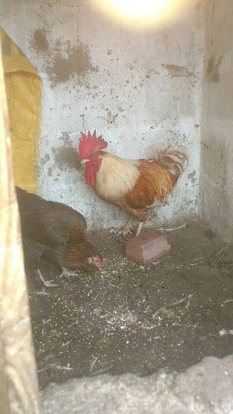 selling hen's 3