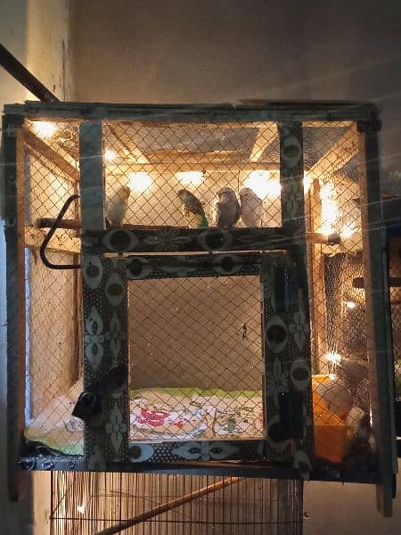 Australian parrotd and hogoromo Parrots with cages breeder pairs 0