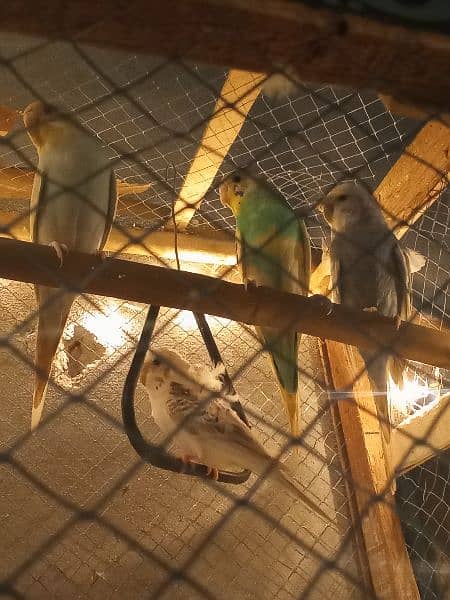 Australian parrotd and hogoromo Parrots with cages breeder pairs 2