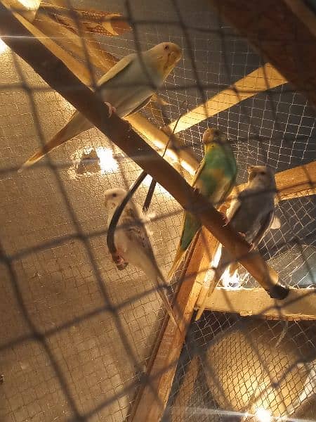 Australian parrotd and hogoromo Parrots with cages breeder pairs 3