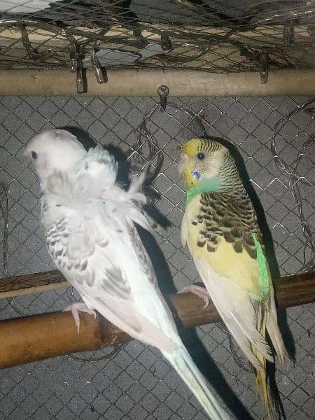 Australian parrotd and hogoromo Parrots with cages breeder pairs 4