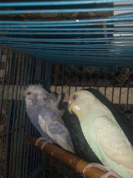 Australian parrotd and hogoromo Parrots with cages breeder pairs 5