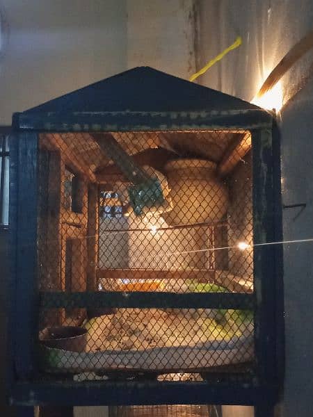 Australian parrotd and hogoromo Parrots with cages breeder pairs 7