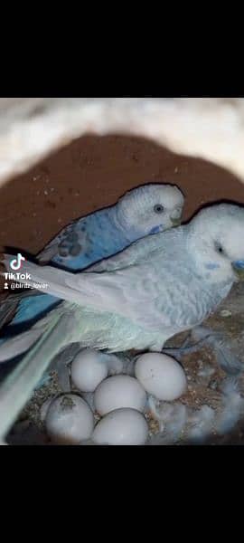 Australian parrotd and hogoromo Parrots with cages breeder pairs 8