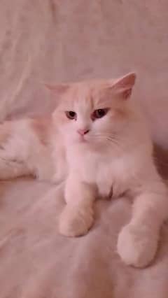 Persian female friendly cat   03032293774