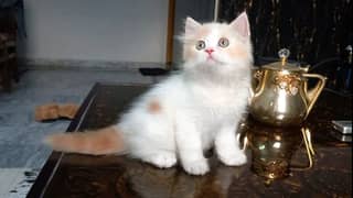 Persian kitten bi colour