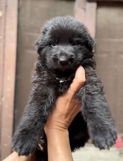 Black German Shehperd/Long Coat/Puppies/ Show Quality/