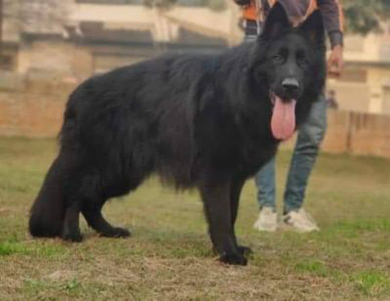 Black German Shehperd/Long Coat/Puppies/ Show Quality/ 4