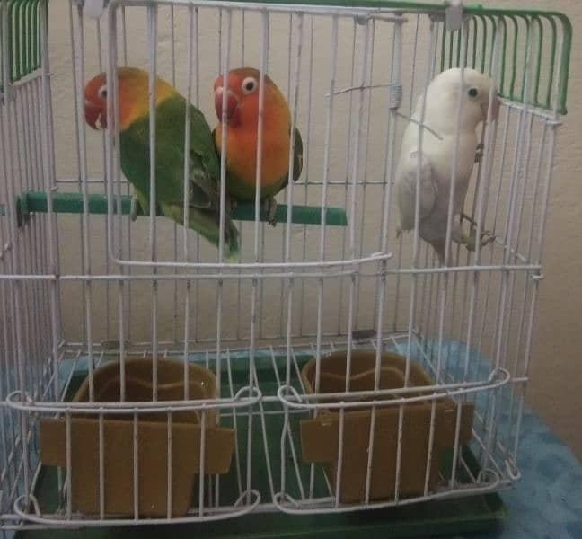 love birds 2