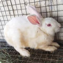 White red eye rabbit