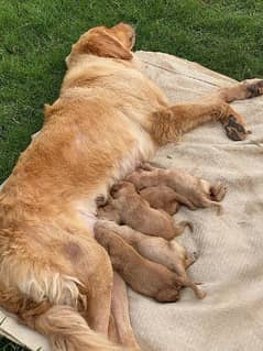 Top of line Golden Retriever Pups