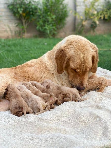 Top of line Golden Retriever Pups 1