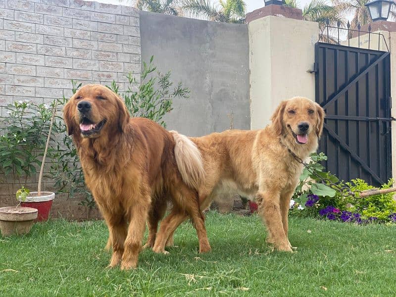 Top of line Golden Retriever Pups 2