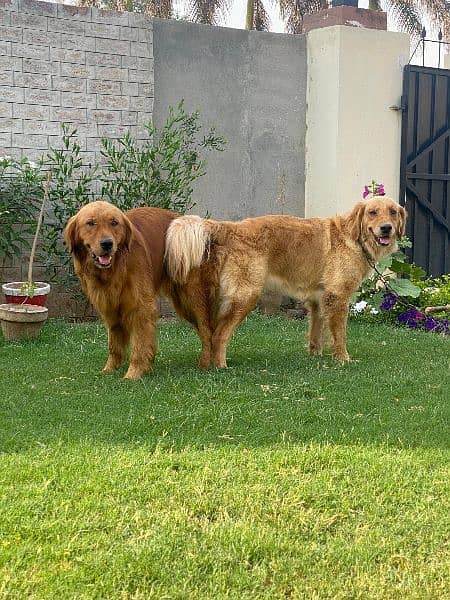 Top of line Golden Retriever Pups 3