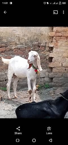 bakra