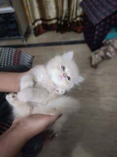 Persian kitten