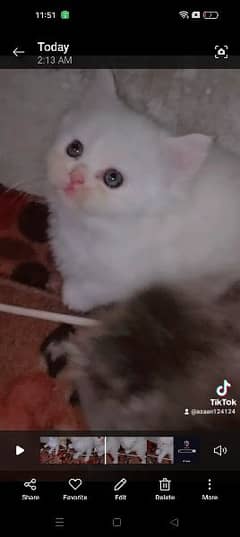 punch face kittens available for sale call 03258042760