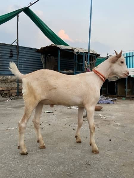 Teddy nasal bakra for sale “ contact number “0/3/0/0/5/3/4/6/0/6/5” 1