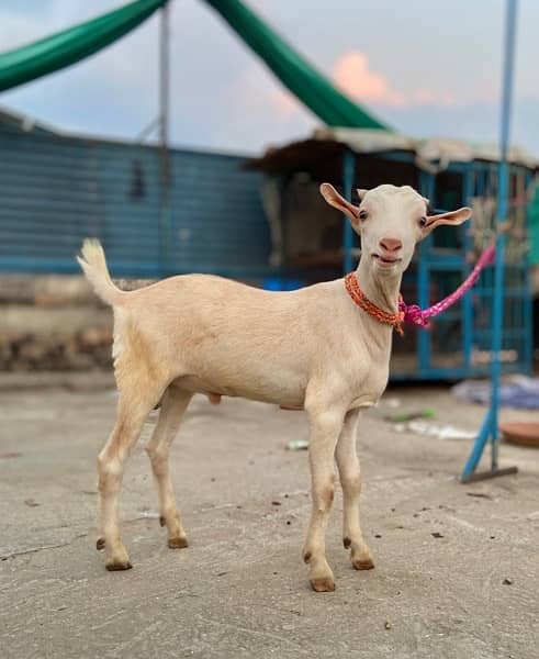 Teddy nasal bakra for sale “ contact number “0/3/0/0/5/3/4/6/0/6/5” 3