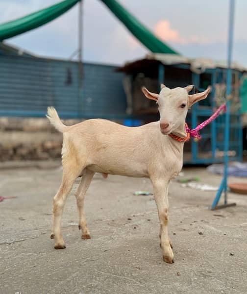 Teddy nasal bakra for sale “ contact number “0/3/0/0/5/3/4/6/0/6/5” 4