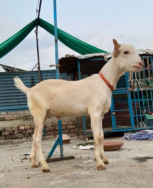 Teddy nasal bakra for sale “ contact number “0/3/0/0/5/3/4/6/0/6/5” 5