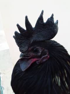 Ayam cemani 0