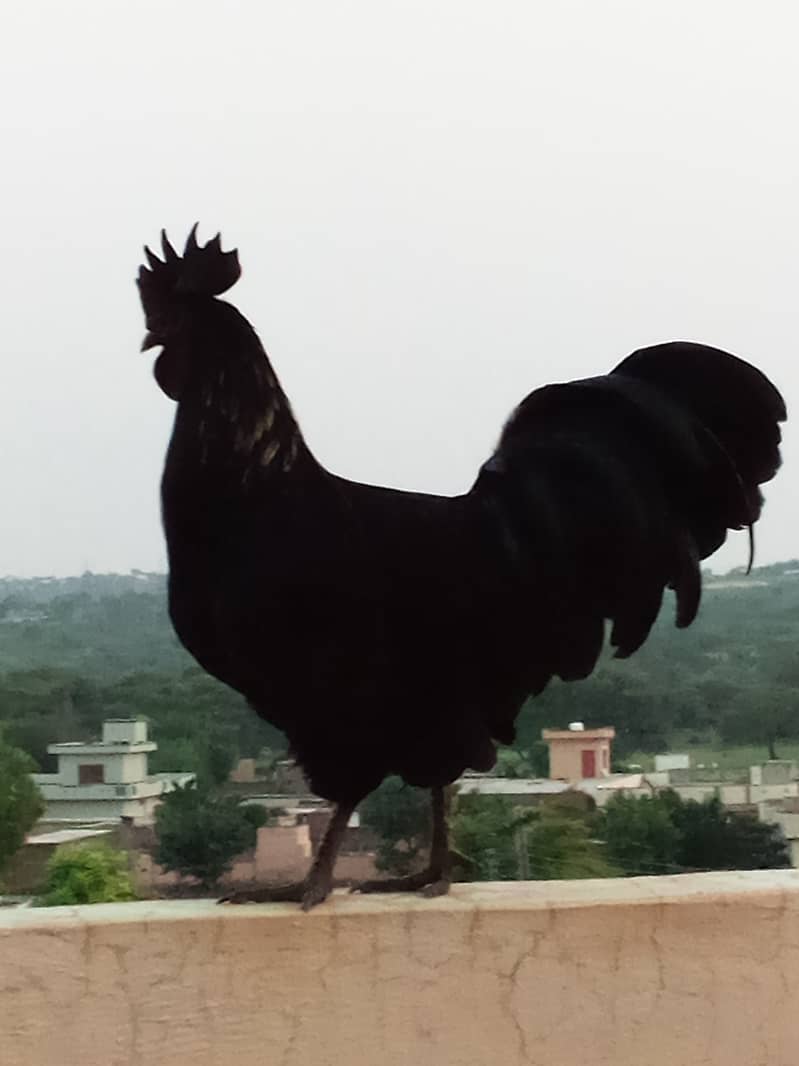 Ayam cemani 1