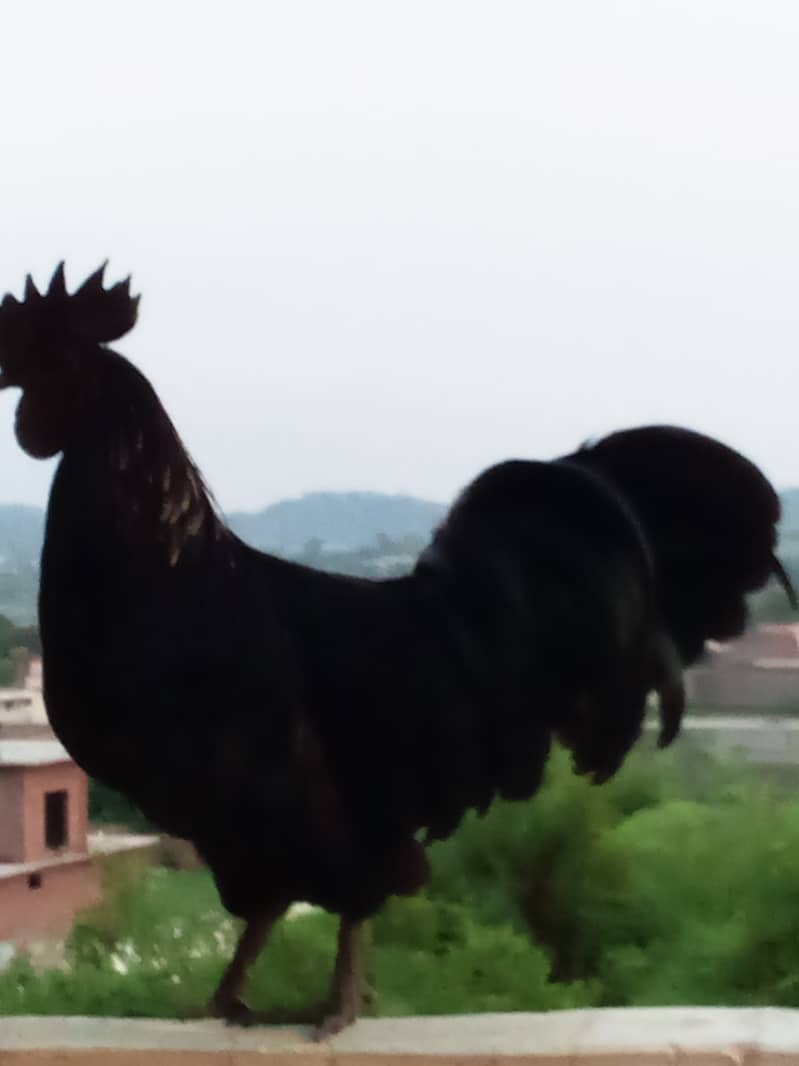 Ayam cemani 2