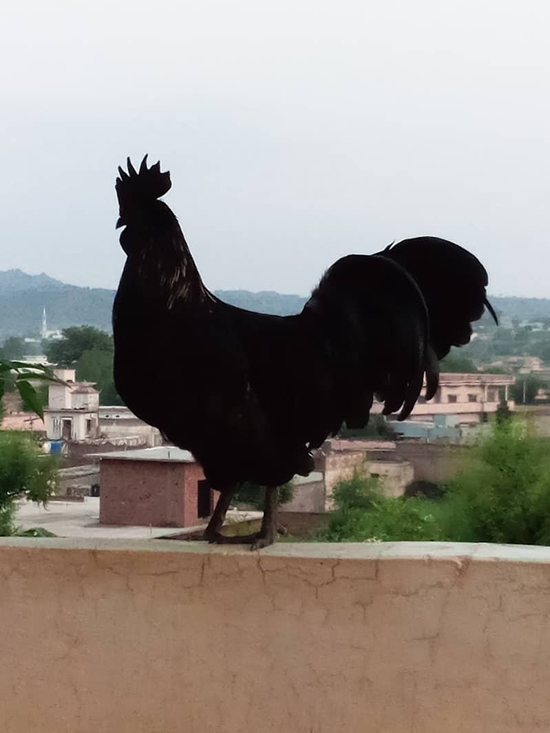 Ayam cemani 4