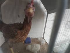 aseel murgi with white buff chick