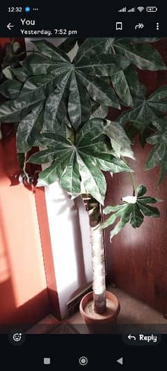 papaya plant for sale (artificial) 0