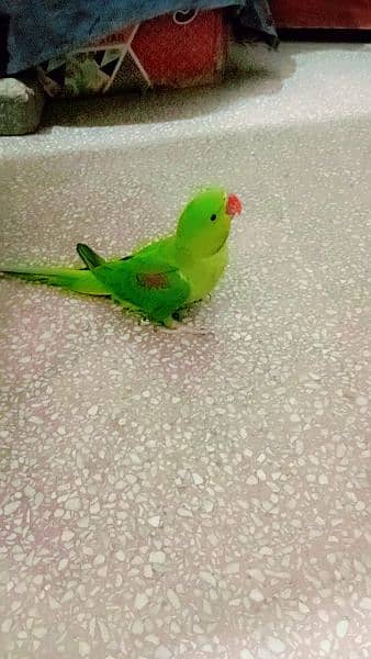 parrot for sale 2