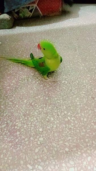 parrot for sale 3