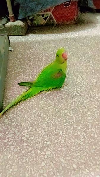 parrot for sale 4