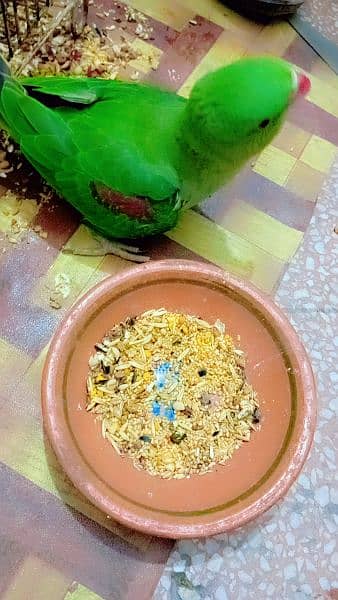 parrot for sale 5