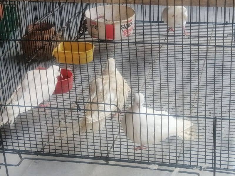 6 Iranian Doves with special large cage 4