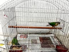 conures