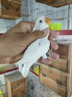 Dicino creamino albino red eye love birds all birds hole sale rate