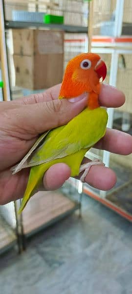 Dicino creamino albino red eye love birds all birds available 1