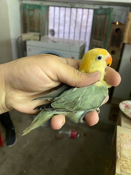 Dicino creamino albino red eye love birds all birds available 2