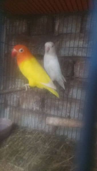 Dicino creamino albino red eye love birds all birds available 3