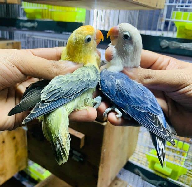 Dicino creamino albino red eye love birds all birds available 4