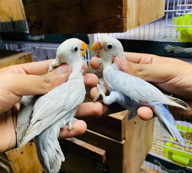 Dicino creamino albino red eye love birds all birds available 5