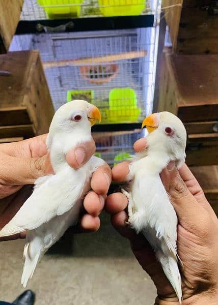 Dicino creamino albino red eye love birds all birds available 6