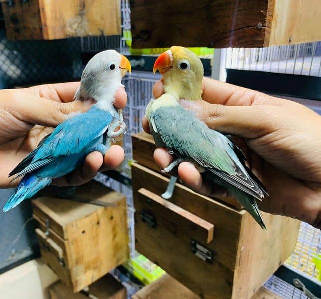 Dicino creamino albino red eye love birds all birds available 7